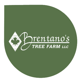 Brentano’s Tree Farm
